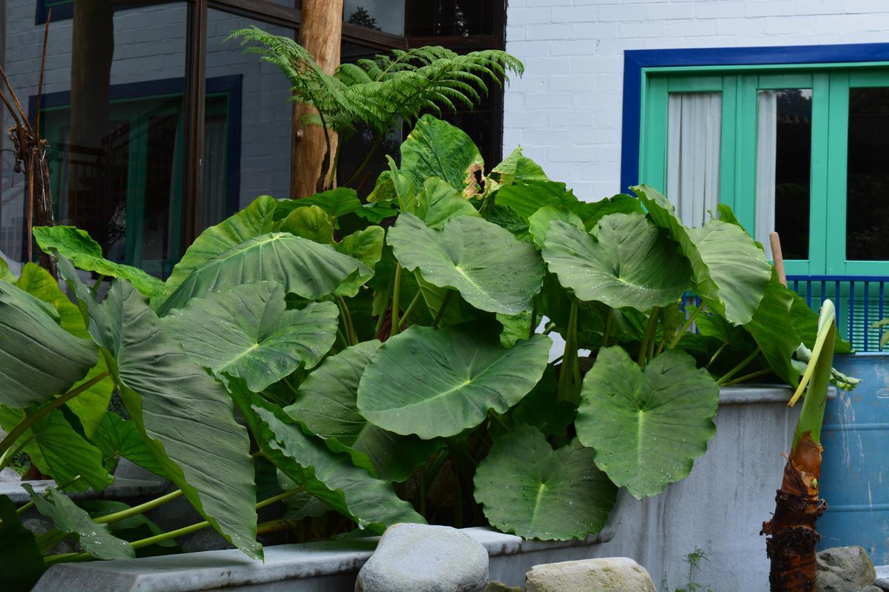 马尼萨莱斯 Termales El Otono酒店 外观 照片 Xanthosoma sagittifolium