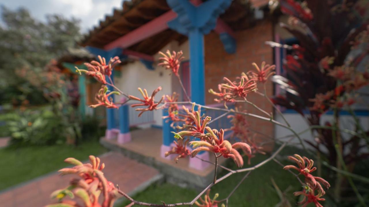 马尼萨莱斯 Termales El Otono酒店 外观 照片 An example of a kangaroo paw